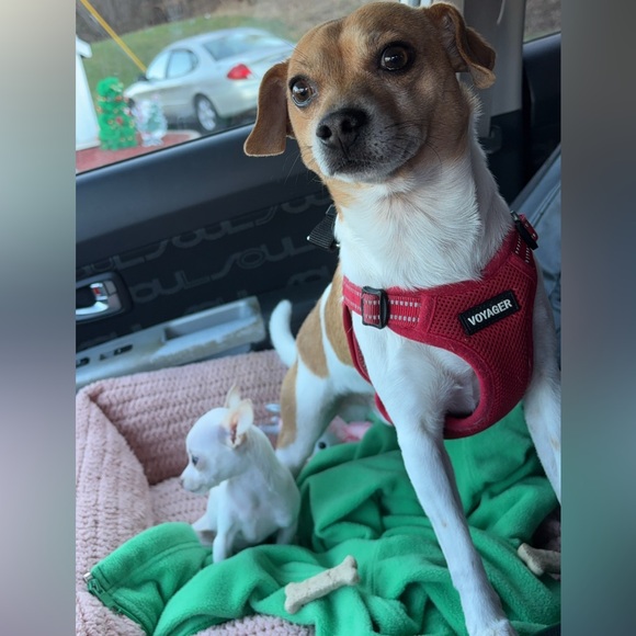 Meet your Posher, C - Picture 3 of 4